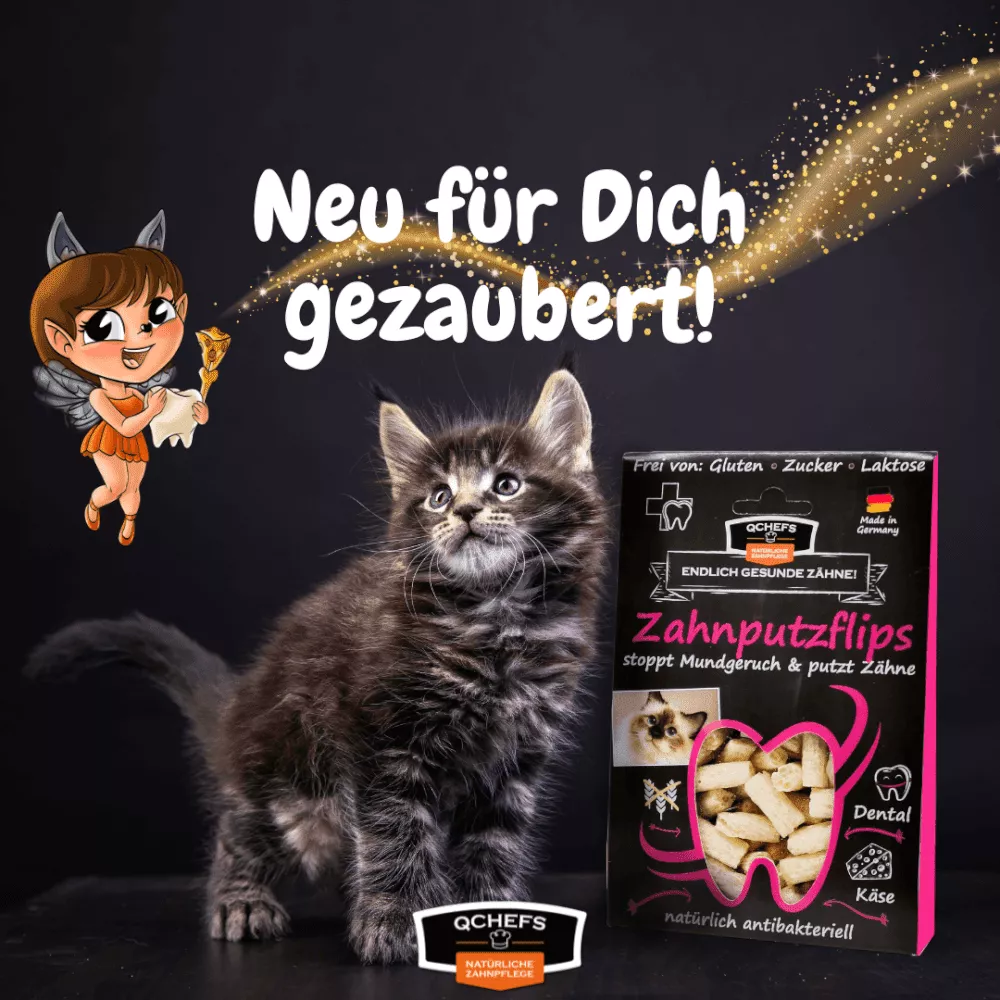 Zahnputzflips Katze (10 Stück/VE)