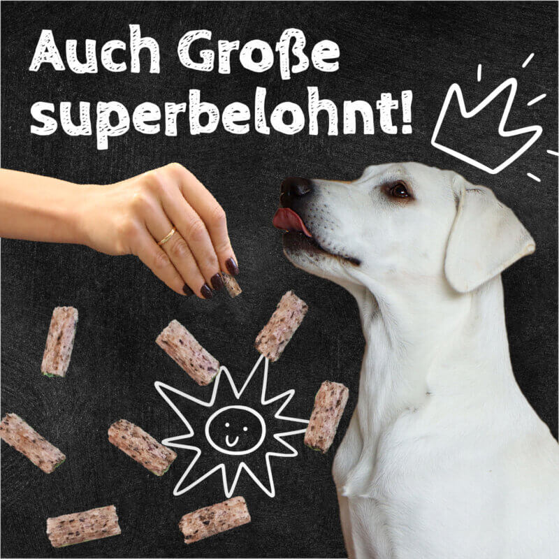 Zahnputzflips HUND (10 Stück/VE)