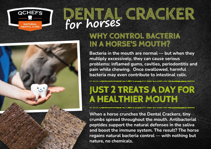 [QCm3FCP151EN] Flyer Dental Cracker Horse EN (ca. 50 Stück/VE)