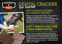 Flyer Dental Cracker Horse EN (ca. 50 Stück/VE)